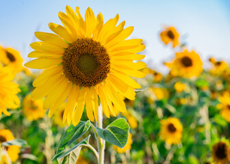 Bright and yellow Sunflowers with blue sky bacground