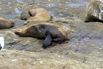 Sea Lion Giving Birth with Pup on Shore
