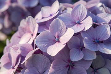 Close up of a beautiful purple hydrangea flower with delicate petals creating a soft and romantic floral background for various design projects