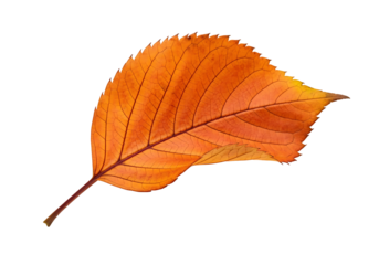 A vibrant autumn leaf, displaying intricate veins and a rich orange hue, is highlighted against a stark black background.