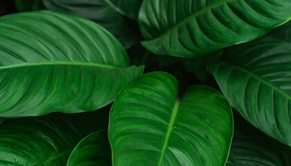 Fototapeta premium Lush Green Tropical Leaves Texture.