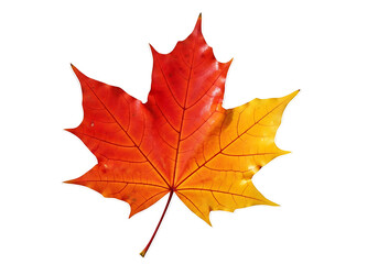 Fototapeta premium Vibrant autumnal maple leaf with rich orange and red hues against a stark black background.
