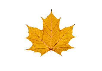 Fototapeta premium A vibrant yellow maple leaf stands out against a stark black background, showcasing intricate venation and a detailed structure.