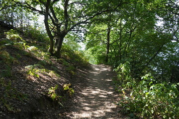 Dale Abbey, Derbyshire, England - August 25 2025: Sunlit woodland walking trail in summer