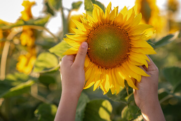 hands holding sunflower in the field