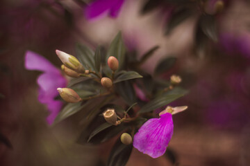 Flores