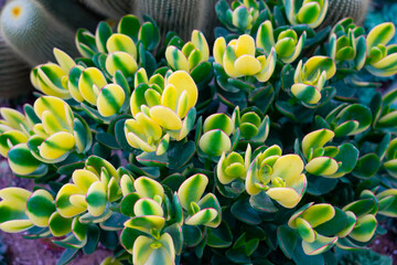 Beautiful variegated jade plant in a greenhouse. The leaves vibrant mix of yellow green hues. Cactus adding to the greenhouse atmosphere. It highlights the beauty of cultivated botanical specimens