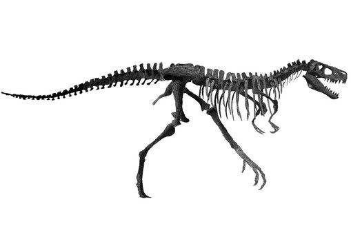 Drawing of an Albertosaurus