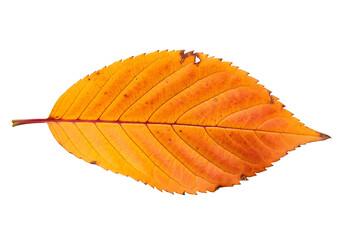 Vivid autumn leaf, vibrant orange-red tones, displayed against a dark background.