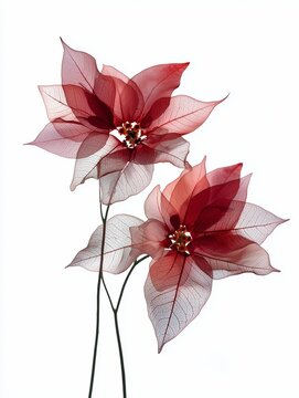 Translucent Poinsettia Flowers on a White Background, Birth Flower, Minimalist December Flower