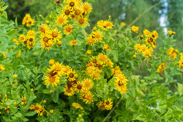 Pentanema spiraeifolium, herbaceous plant belonging to the family Asteraceae.It is found from Europe to Iran.
