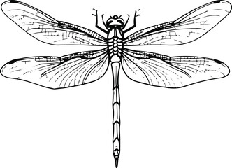 Dragonfly sketch, hand drawn line art with bold strokes, long body and transparent wings, minimalistic vector doodle style 2