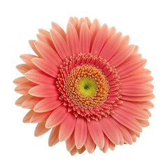 Pink gerbera flower