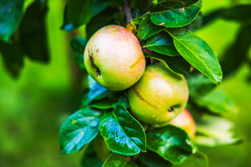 Ripe apples with rain drops hanging on tree branch with green leaves close up. Sweden.