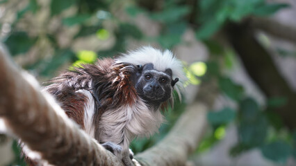 Grace on the Ropes: Cotton-top Tamarin in Motion