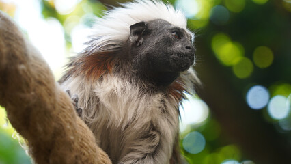 Grace on the Ropes: Cotton-top Tamarin in Motion