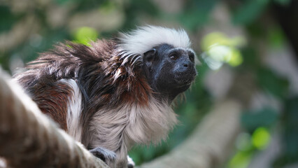 Grace on the Ropes: Cotton-top Tamarin in Motion