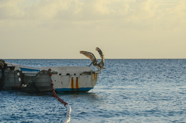 Fototapeta premium Pelican takes flight from boat with serene ocean at sunrise