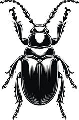 Beetle insect illustration, bold smooth line art, whole body with legs and shell details, black and white minimal vector 3