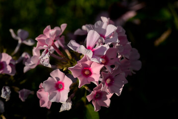 Close-up of a Summer Phlox Flower (Phlox paniculata)