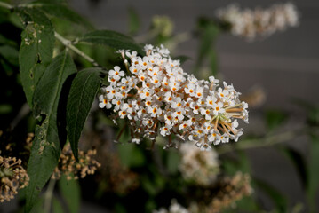 Close up Macro Photo of Summer Lilac flower (Buddleja davidii)