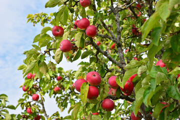 many red organic apples on a tree branch with green leaves under a blue sky