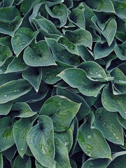 Fototapeta premium Green hosta leaves background, leaf texture.