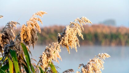 Misty morning reeds by water