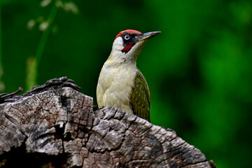 Green woodpecker // Grünspecht (Picus viridis)