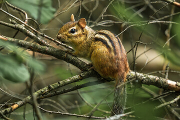 squirrel on the tree