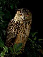 Obraz premium Eurasian eagle-owl staring with intense orange eyes in the dark forest