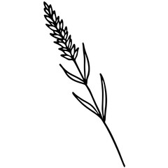 Obraz premium wheat ears isolated on white