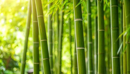 Lush Green Bamboo Forest Sunlight.