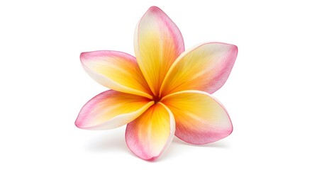 Fototapeta premium A single plumeria flower with pink edges and yellow center isolated on a white background studio shot
