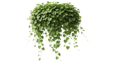 Green hanging plant with heart shaped leaves isolated on transparent background