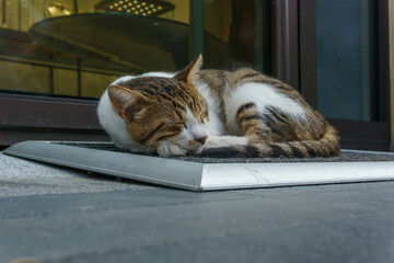 Sleeping cat on hotel threshold Karakoy Istanbul