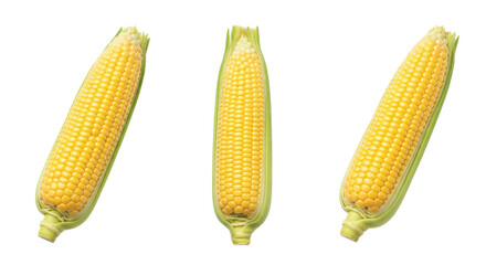 Three fresh ears of corn transparent background