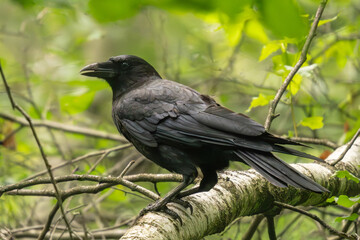 blackbird on a branch