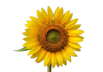 Fototapeta premium A vibrant sunflower blossoms against a stark black background, showcasing its radiant yellow petals and intricate seed-filled center.