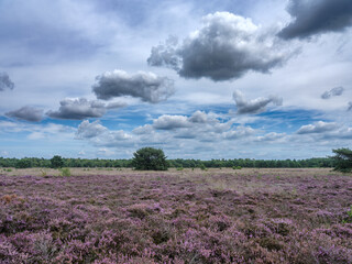 Fototapeta premium Nature reserve, Speulderveld near Ermelo, Gelderland province, The Netherlands