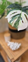Monstera