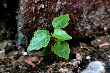 green plant growing in a cracked brick