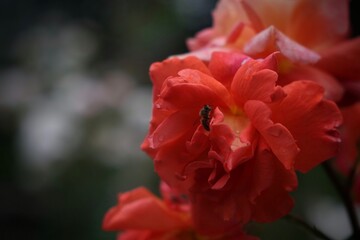 Close-up of fresh red rose petals with delicate drops of water, symbolizing love and beauty.