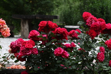 Close-up of fresh red rose petals with delicate drops of water, symbolizing love and beauty.