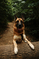 German Shepherd dog standing with paws on a fallen log in the forest. Playful pet enjoying nature outdoors