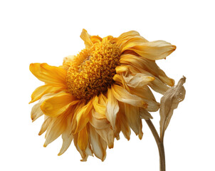 Dried flower display minimalist, isolated on transparent background, png