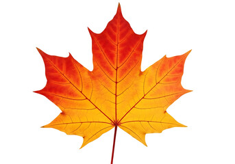 Fototapeta premium Vibrant autumnal maple leaf, vividly colored in shades of orange and red, stands out against a stark black backdrop.