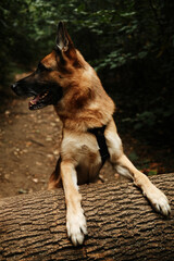 German Shepherd dog standing with paws on a fallen log in the forest. Playful pet enjoying nature...