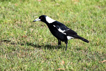 Australian Magpie (Gymnorhina tibicen) stands in a grassy area
