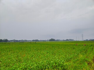 Green Agricultural Field under Cloudy Sky with Power Lines
